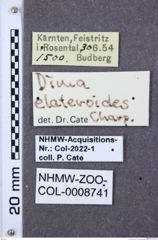 Etiketten zu Dima elateroides (NHMW-ZOO-COL-0008741)